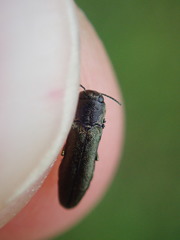 Agrilus olivicolor