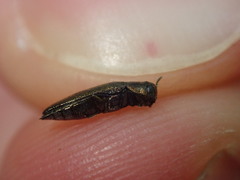 Agrilus olivicolor
