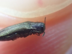 Agrilus olivicolor