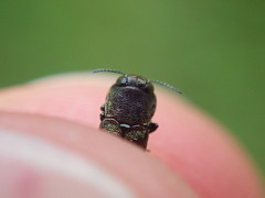 Agrilus olivicolor