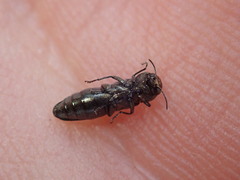 Agrilus olivicolor