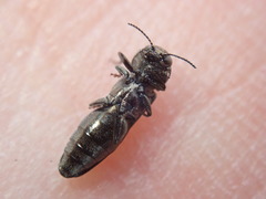 Agrilus olivicolor