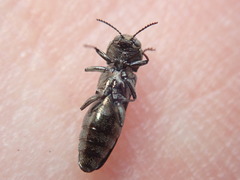 Agrilus olivicolor