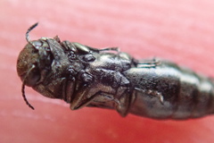 Agrilus olivicolor