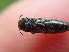 Agrilus olivicolor