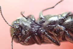 Agrilus olivicolor