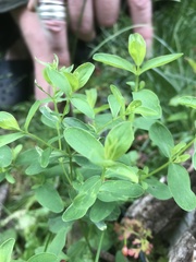 Hypericum