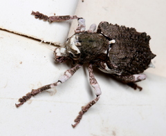 Aesiotes leucurus