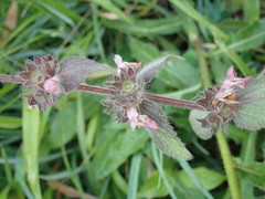 Stachys alpina