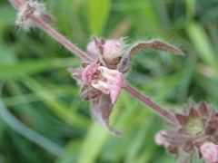 Stachys alpina