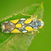 Brazilian Leafhopper - Photo (c) Judy Gallagher, some rights reserved (CC BY-SA), uploaded by Judy Gallagher