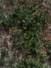 Potentilla supina