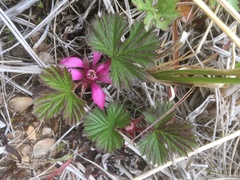 Rubus arcticus stellatus