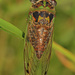 Davis's Southeastern Dog-day Cicada - Photo (c) Judy Gallagher, some rights reserved (CC BY), uploaded by Judy Gallagher