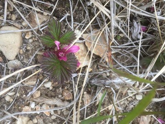 Rubus arcticus stellatus