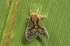 Bothriocera maculata
