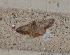 Idaea kendallaria