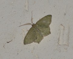 Chloropteryx nordicaria