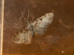 Eupithecia mutata
