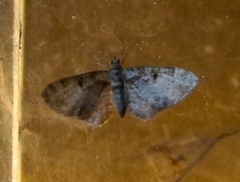 Eupithecia mutata