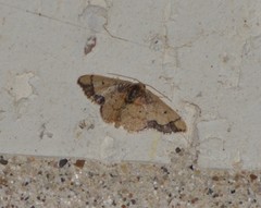 Idaea kendallaria