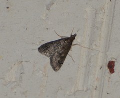 Steniodes declivalis