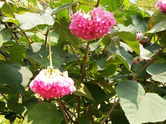 Dombeya wallichii