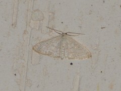 Scopula benitaria