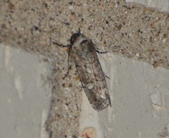 Sympistis sectiloides