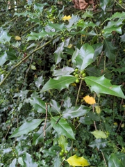 Ilex aquifolium