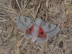 Syssphinx heiligbrodti