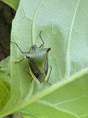 Acrocorisellus serraticollis