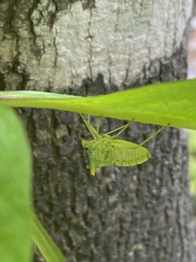 Acrocorisellus serraticollis