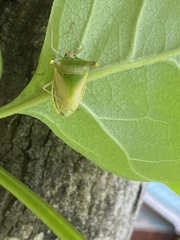 Acrocorisellus serraticollis