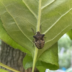 Acrocorisellus serraticollis