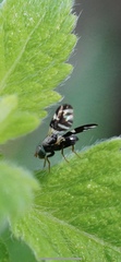 Sphaeniscus sexmaculatus