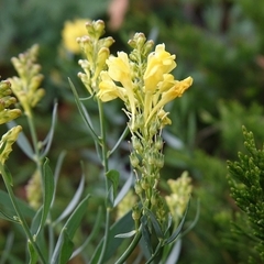 Linaria angustissima