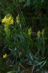 Linaria angustissima