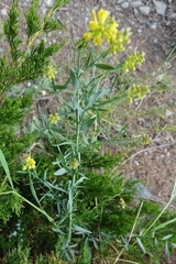 Linaria angustissima