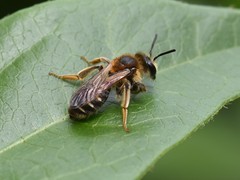 Andrena dorsata