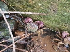 Grapsoidea