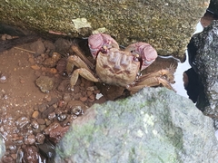 Grapsoidea