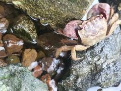 Grapsoidea