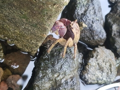 Grapsoidea