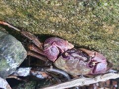 Grapsoidea