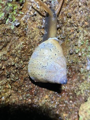 Rhynchotrochus macgillivrayi