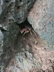 Grapsoidea