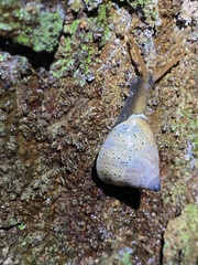 Rhynchotrochus macgillivrayi