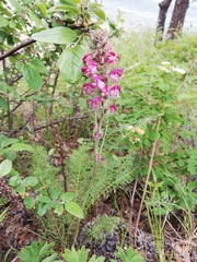Pedicularis rubens