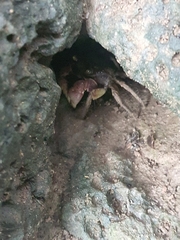 Grapsoidea